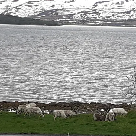 Near The Sea Tromsø