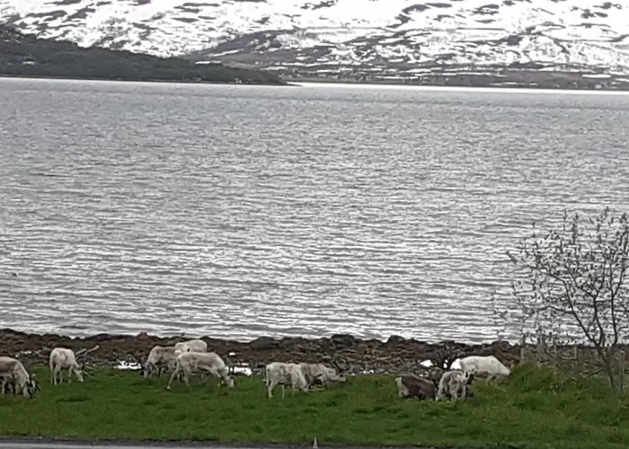 Near The Sea Tromsø